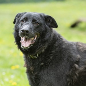 BOYy - beauceron 12 ans  (10 ans de refuge) - Spa Savoie à Chambery (73) 63671DSC09022